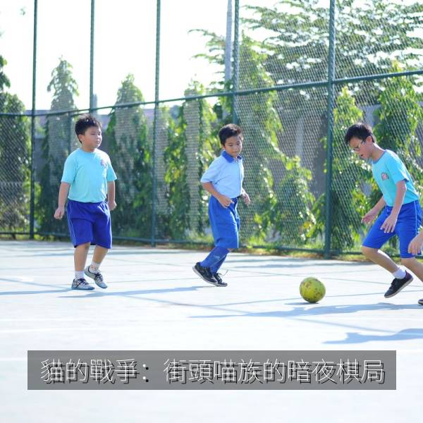 貓的戰爭：街頭喵族的暗夜棋局